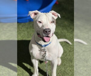 Mutt Dogs for adoption in Las Vegas, NV, USA