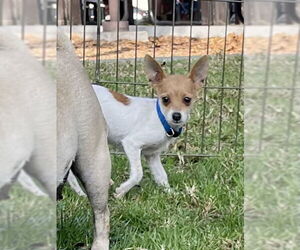 Chihuahua Dogs for adoption in Victorville, CA, USA