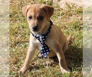 Dachshund Dogs for adoption in Bandera, TX, USA