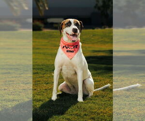 Treeing Walker Coonhound Dogs for adoption in Chandler, AZ, USA