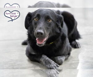 Border Collie-Unknown Mix Dogs for adoption in Lee's Summit, MO, USA