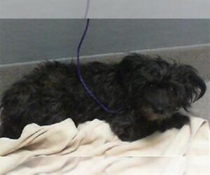 Mutt Dogs for adoption in Las Vegas, NV, USA