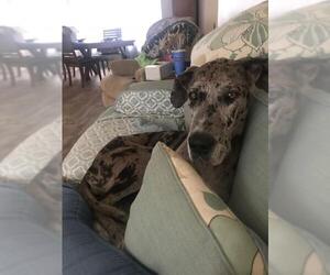 Great Dane Dogs for adoption in Bandera, TX, USA