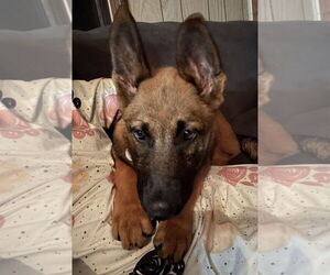 Mutt Dogs for adoption in Stevens Point, WI, USA