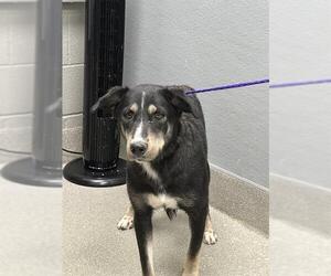 Goberian Dogs for adoption in Las Vegas, NV, USA