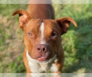 American Bulldog Dogs for adoption in Tulsa, OK, USA