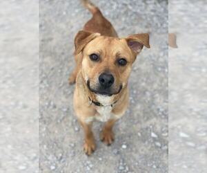 Mutt Dogs for adoption in Evansville, IN, USA