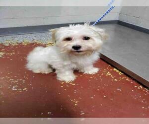 Shih Tzu Dogs for adoption in Atlanta, GA, USA