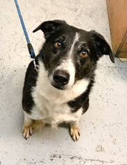 Border Collie Dogs for adoption in Chico, CA, USA