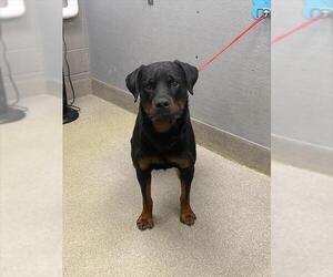 Rottweiler-Unknown Mix Dogs for adoption in Las Vegas, NV, USA