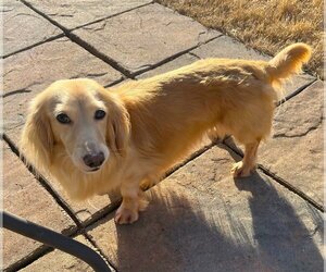 Medium Photo #4 Dachshund Puppy For Sale in Shelbyville, TN, USA