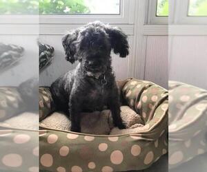 Poodle (Miniature) Dogs for adoption in Clinton , MI, USA