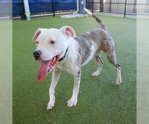 Staffordshire Bull Terrier-Unknown Mix Dogs for adoption in Waco, TX, USA