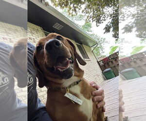 Basset Hound-Unknown Mix Dogs for adoption in Springdale, PA, USA