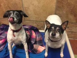Rat Terrier Dogs for adoption in Mission, KS, USA