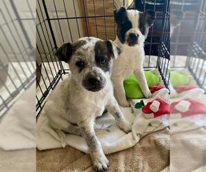 Mutt Dogs for adoption in Batavia, OH, USA