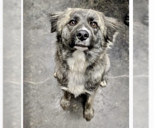 Australian Shepherd Dogs for adoption in Minneapolis, MN, USA