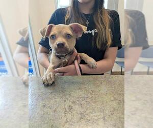 Pug-Unknown Mix Dogs for adoption in Pueblo, CO, USA