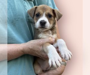 Mutt Dogs for adoption in Rockville, MD, USA