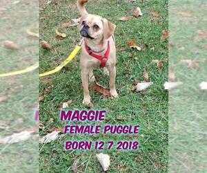 Puggle Dogs for adoption in Huddleston, VA, USA