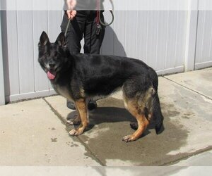 German Shepherd Dog Dogs for adoption in Louisville, KY, USA