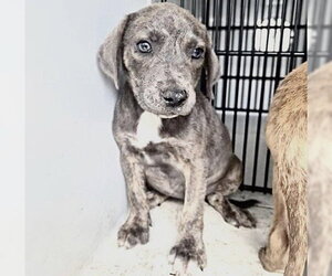 Mutt Dogs for adoption in Houston, TX, USA