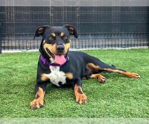 American Pit Bull Terrier-Unknown Mix Dogs for adoption in Orange, CA, USA