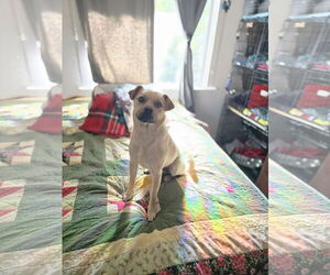 Chihuahua-Unknown Mix Dogs for adoption in Sandy, UT, USA