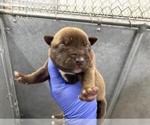 Bull Terrier-Staffordshire Bull Terrier Mix Dogs for adoption in HESPERIA, CA, USA
