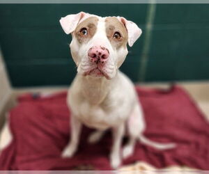 Mutt Dogs for adoption in Raleigh, NC, USA