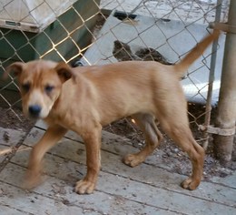 Mutt Dogs for adoption in Anderson, SC, USA