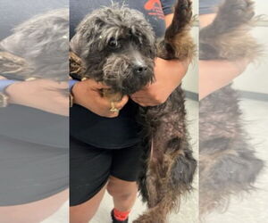 Mutt Dogs for adoption in columbia, SC, USA