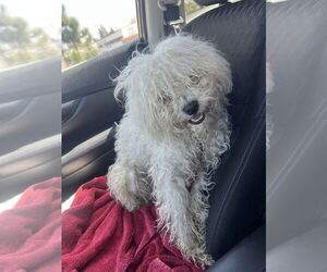 Mutt Dogs for adoption in Studio City, CA, USA