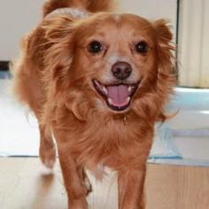 Medium Photo #6 Chihuahua Puppy For Sale in Dallas, TX, USA