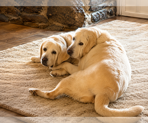 Labrador Retriever Dogs for adoption in Clovis, CA, USA