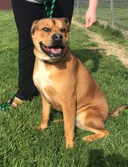Bulloxer Dogs for adoption in Germantown, OH, USA