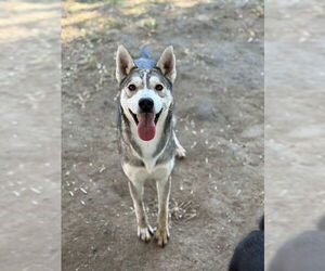 Siberian Husky Dogs for adoption in Riverside, CA, USA