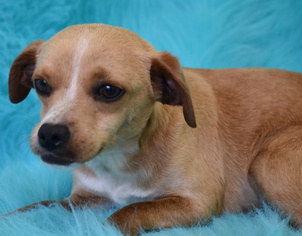 Chiweenie Dogs for adoption in Eureka, CA, USA