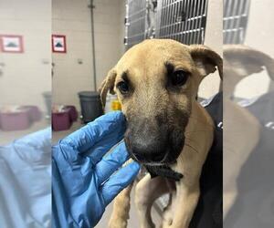 Labrador Retriever-Unknown Mix Dogs for adoption in Modesto, CA, USA