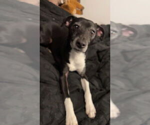 Minnie Jack Dogs for adoption in Aurora, IN, USA
