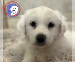 Great Pyrenees Dogs for adoption in Spring, TX, USA