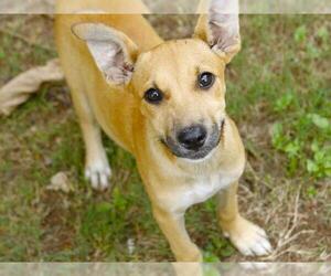 German Shepherd Dog-Unknown Mix Dogs for adoption in Tallahassee, FL, USA