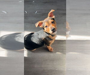 American Pit Bull Terrier-Chihuahua Mix Dogs for adoption in Walnutport, PA, USA
