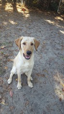 Labrador Retriever Dogs for adoption in Savannah, NY, USA