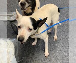 Rat Terrier-Unknown Mix Dogs for adoption in Salisbury, NC, USA
