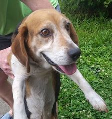 Beagle Dogs for adoption in Rockaway, NJ, USA