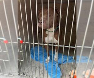 American Pit Bull Terrier Dogs for adoption in Louisville, KY, USA