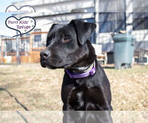 Labrador Retriever-Unknown Mix Dogs for adoption in Lee's Summit, MO, USA