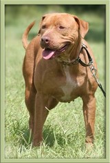 Miniature Pinscher Dogs for adoption in Danbury, CT, USA