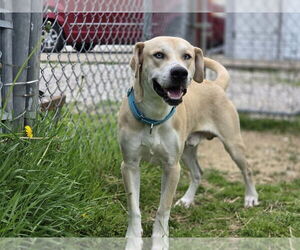 Sheprador Dogs for adoption in Evansville, IN, USA
